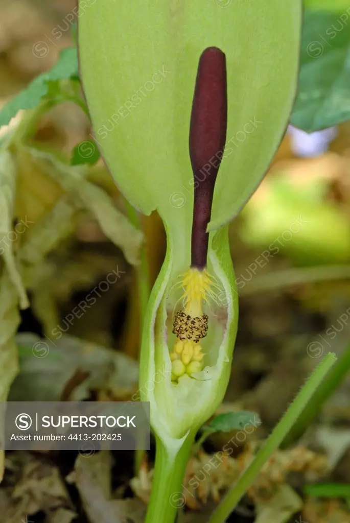 Cut of Inflorescence of Cuckoo pint France