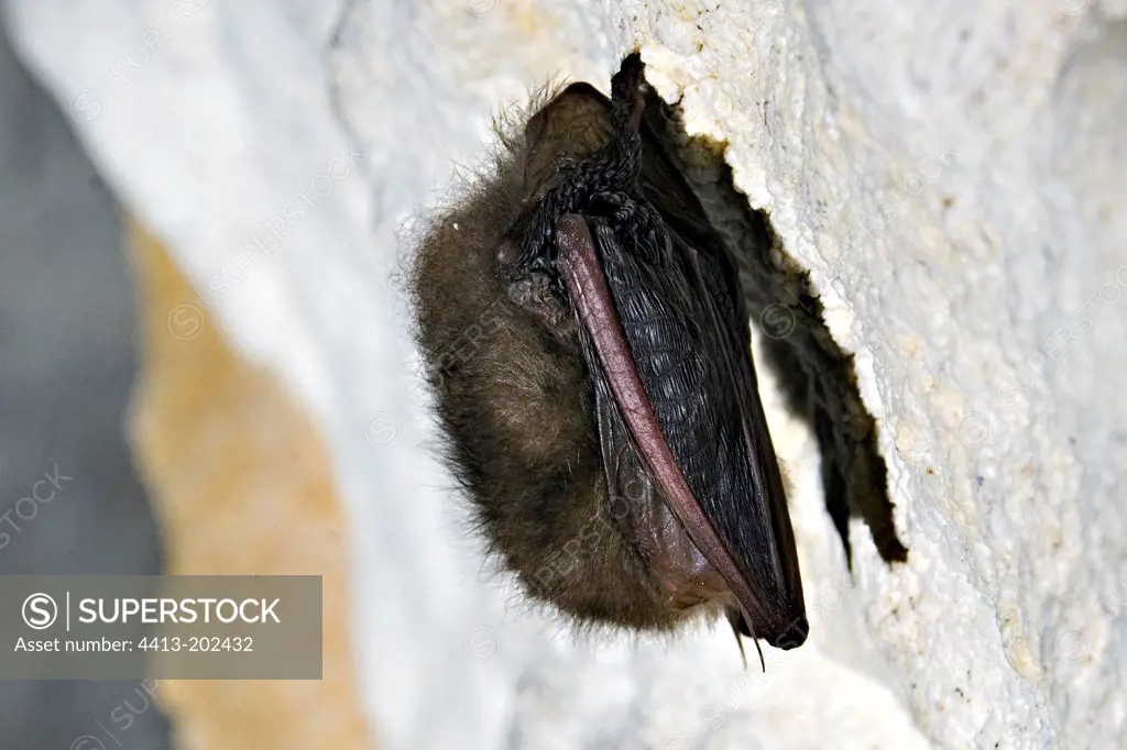 Hibernation of a Townsend big-eared bat in a cave France
