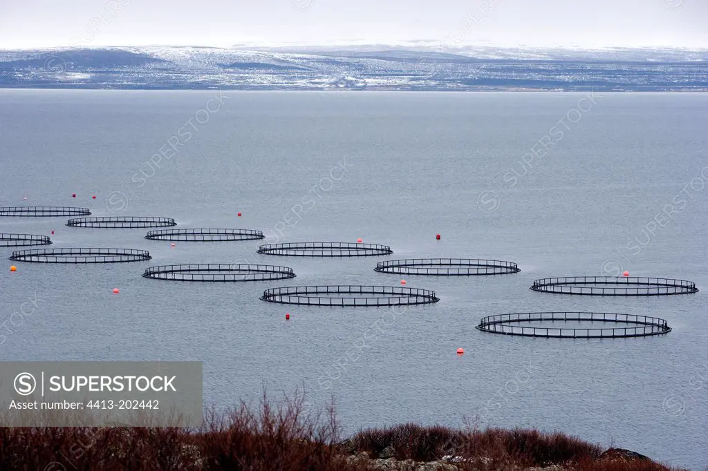 Livestock of salmons in a fjord Norway