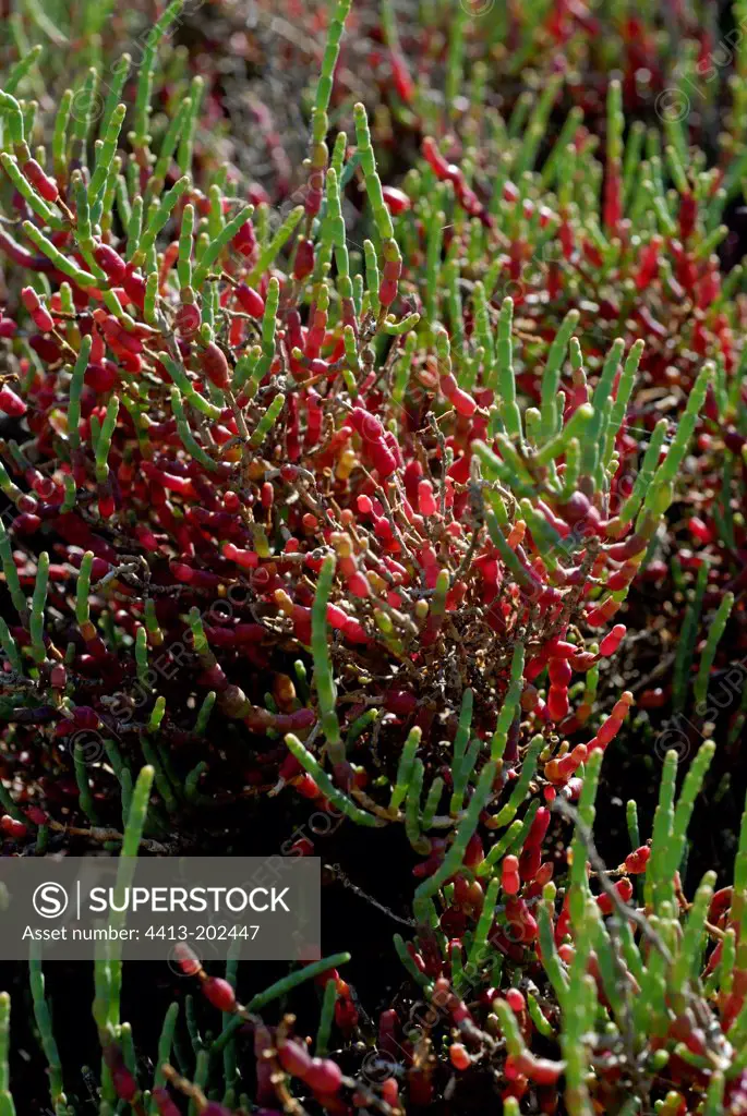 European Glasswort Almost island of Graou Le Brusc France
