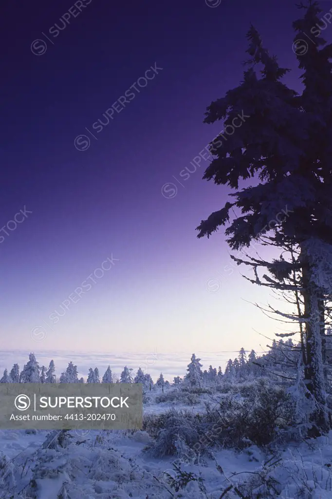 Snow-covered firs at sunset Pilat Regional Nature Park