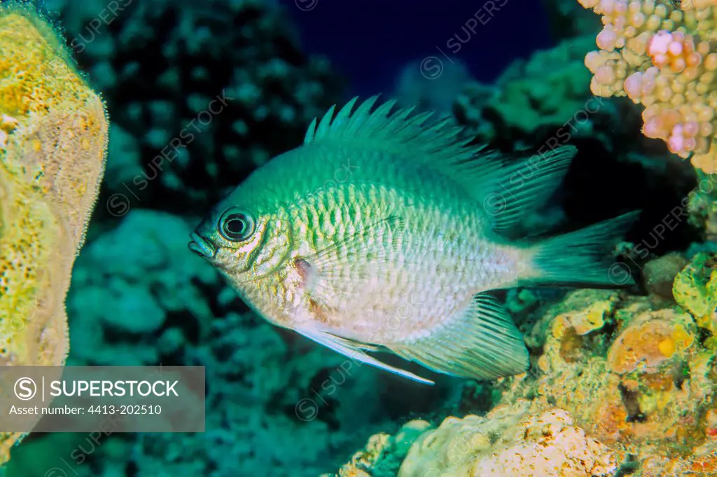 White belly damsel Red Sea Egypt