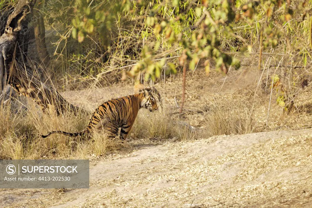 Bengal Tiger sat in the savannah India