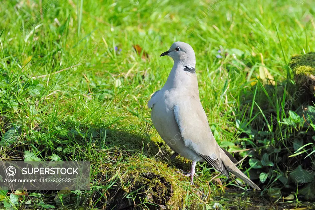 Eurasian Collared Dove in the grass of a garden France
