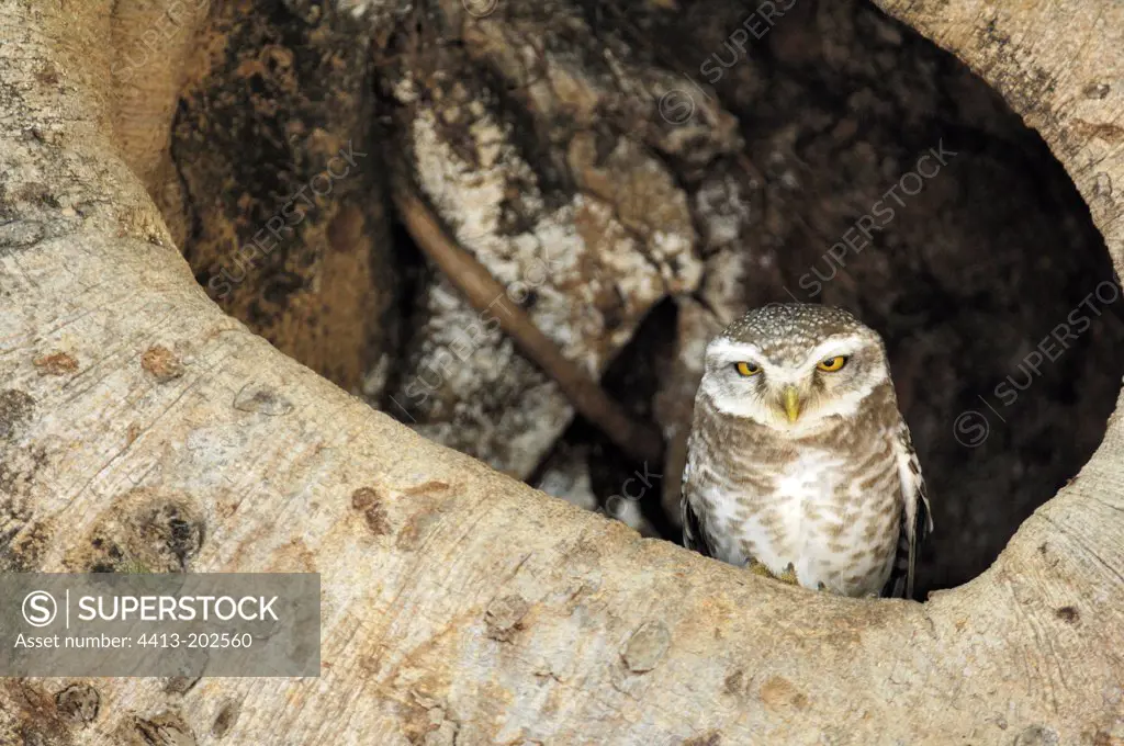 Spotted Owlet with the release of her nest India