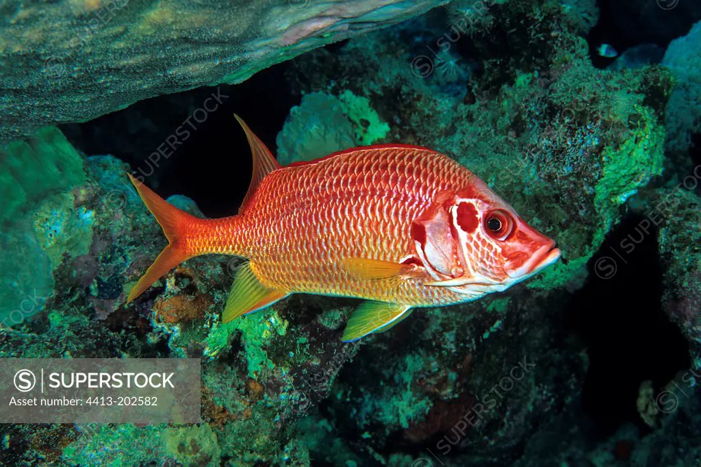 Sabre squirrelfish Mersa Alam Red Sea Egypt