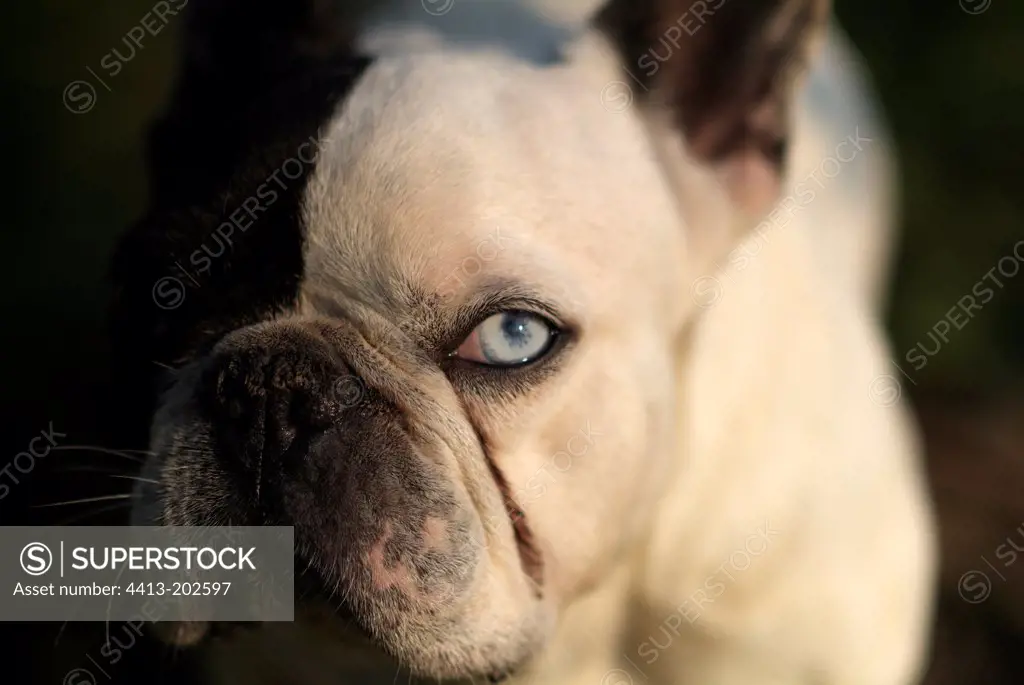 Female French bulldog with different-coloured eyes France