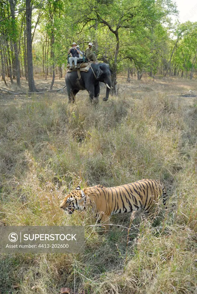 Observation of the tiger back to the Asian Elephant India
