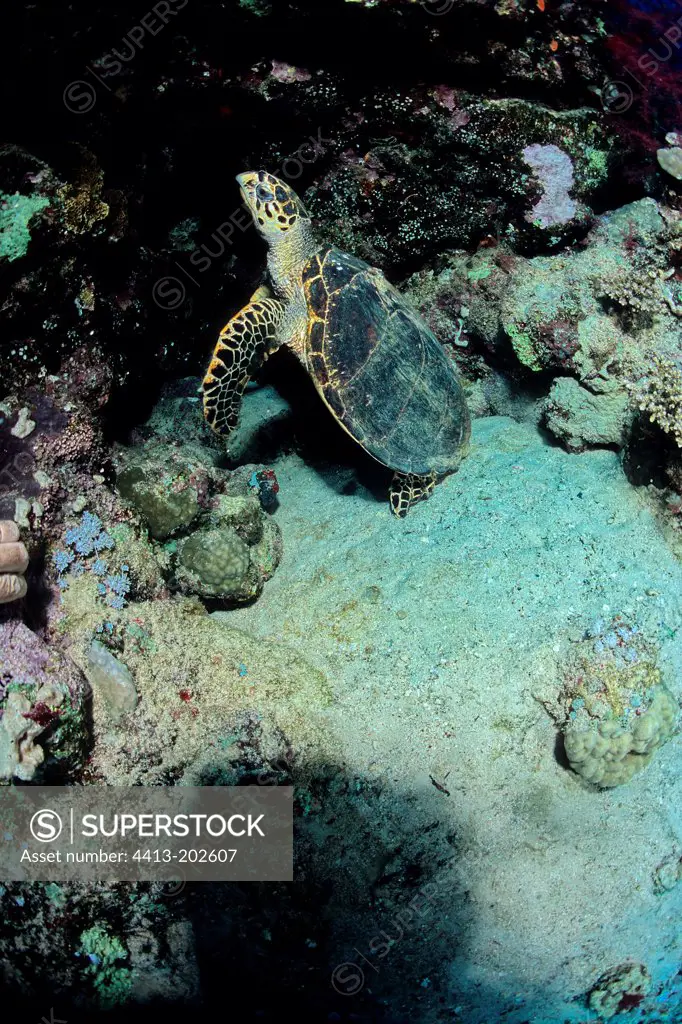 Turtle on a sea bottom Mersa Alam Red Sea Egypt