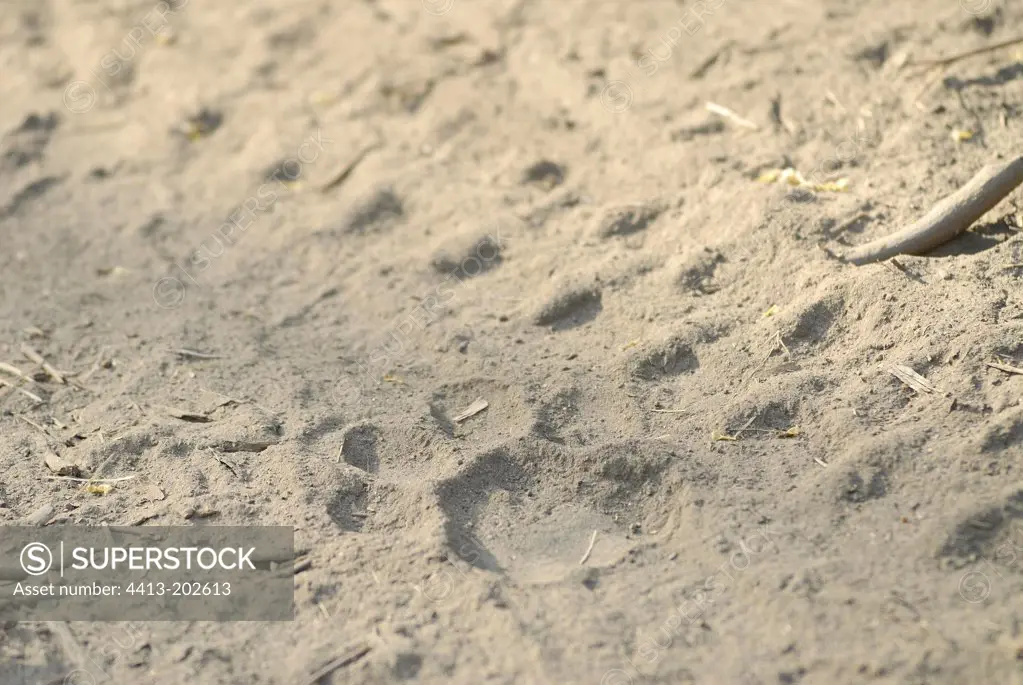 Fingerprint tiger on a track of sand Indi