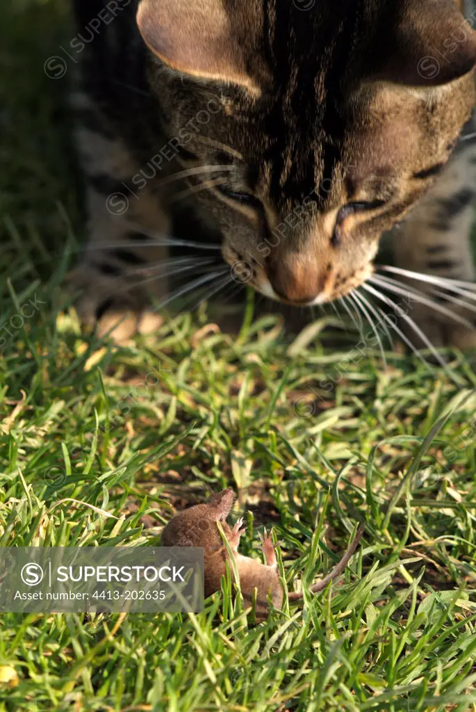 Male brown tabby European cat killing a shrew France