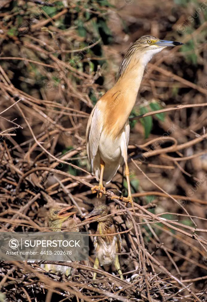 Squacco heron with its youngs at nest Madagascar