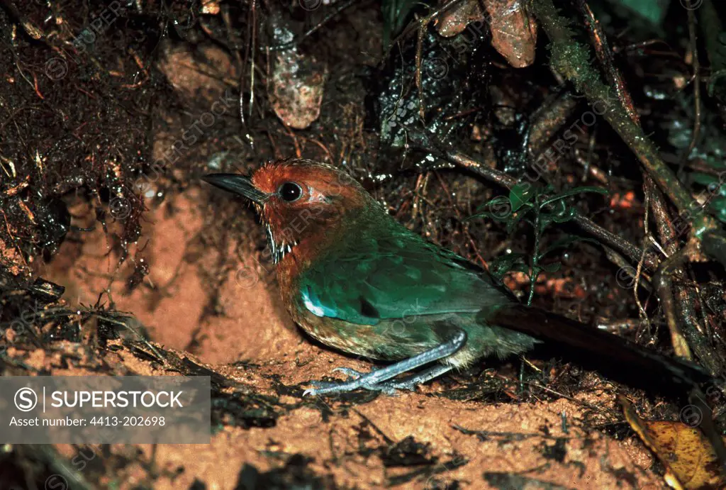 Rufous-headed Ground-roller in front of its nest Madagascar