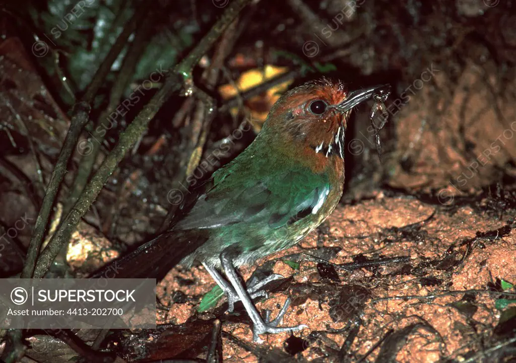 Rufous-headed Ground-roller in front of its nest Madagascar