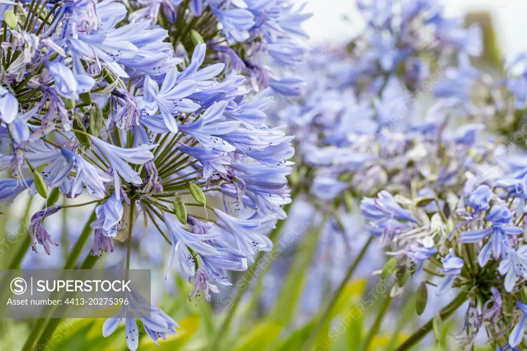 African lily (Agapanthus sp.), Brehat, Cotes-d'Armor, France