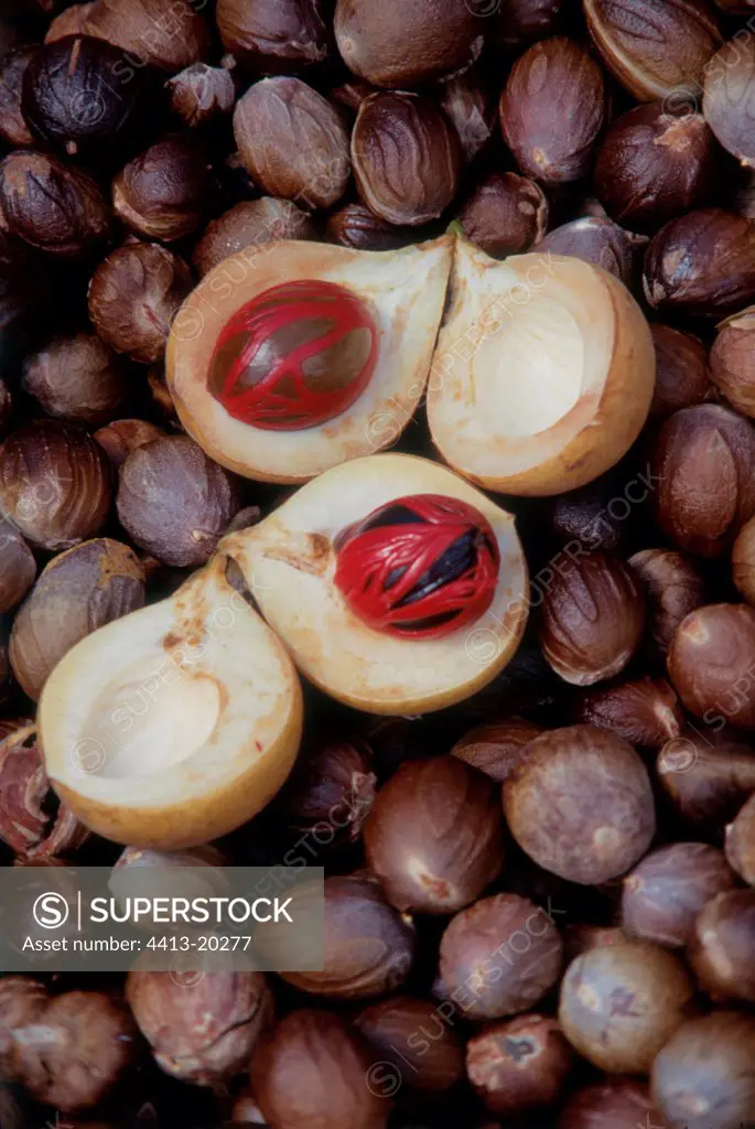 nutmeg nuts and fruit with nut inside myristica fragrans