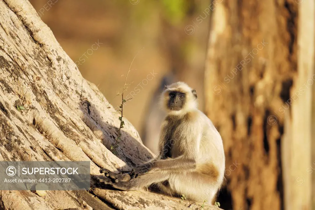 Hanuman langur sitting on a tree trunk India