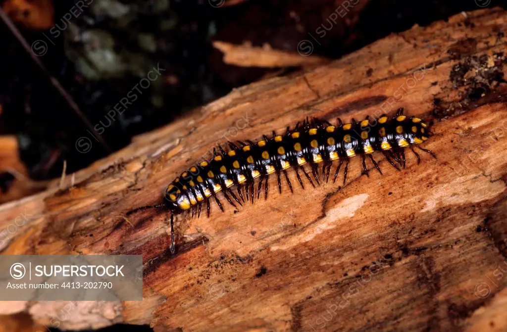 Flat-backed millipede on a trunk Greece