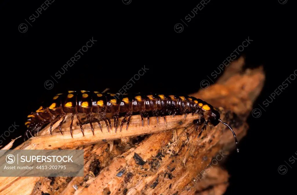 Flat-backed millipede on wood Greece