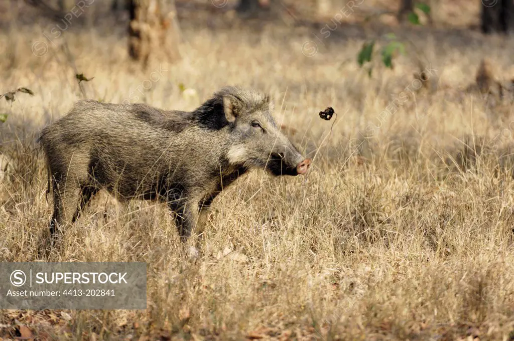 Wild boar solitary motionless in the grass dries India