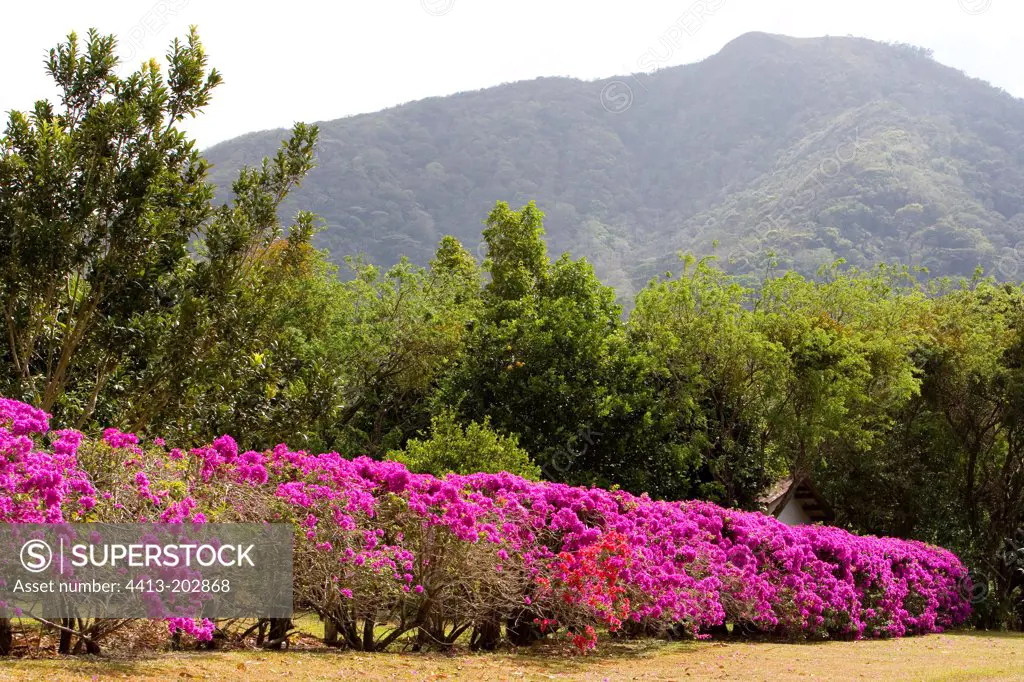 Flowery edge of Bougainvillea El Valle Panama
