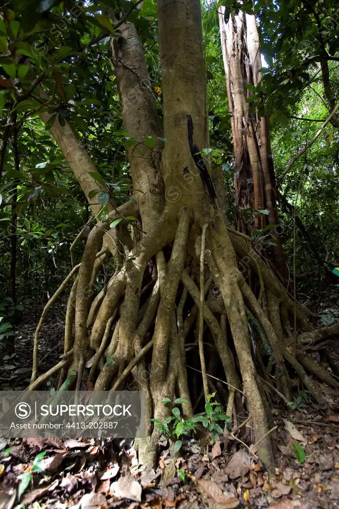 White Mangrove and its aerial roots Costa Rica
