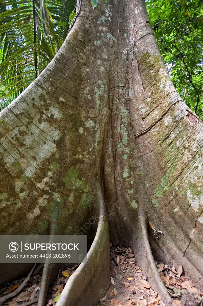 Buttress root in tropical forest undergrowth Costa Rica