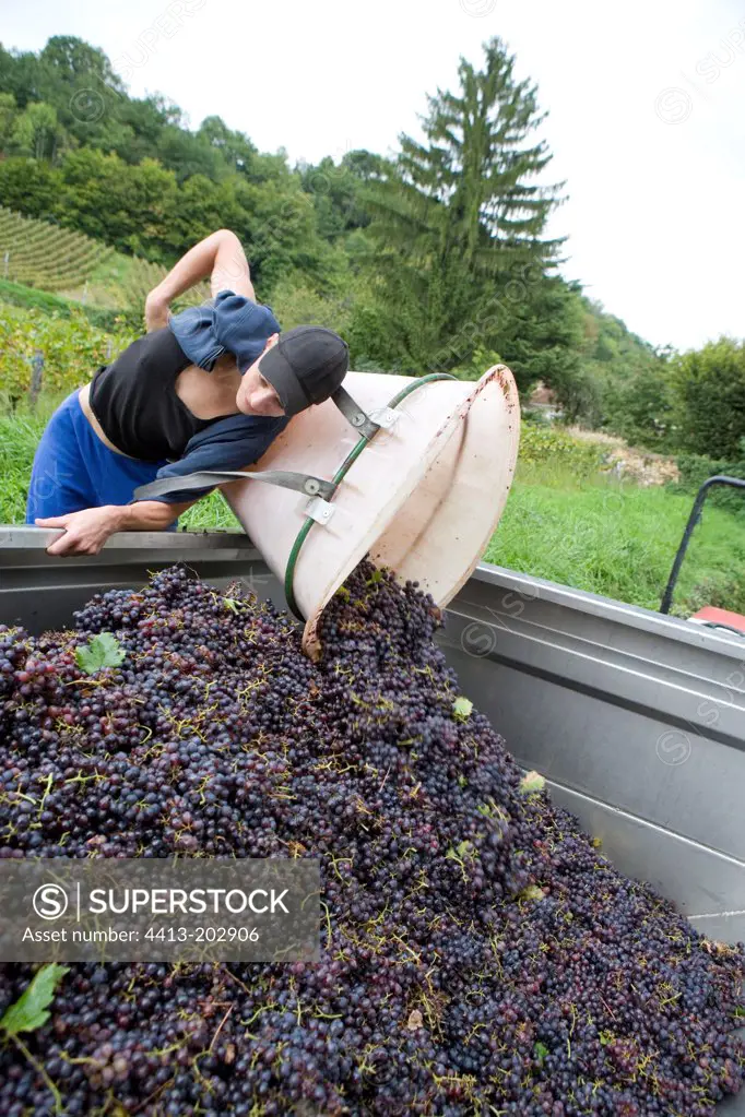 Seasonal worker harvesting black grape France