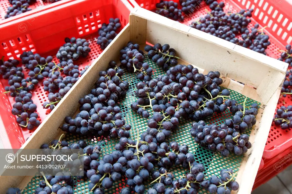 Clusters of black grape displayed in crates France
