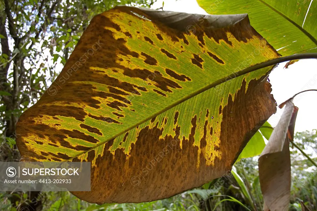 Senescent leaf of Musaceae family Costa Rica