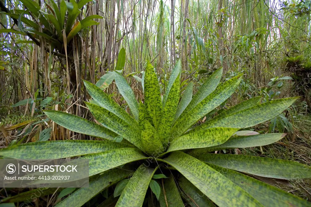 Bromeliacea family in tropical forest undergrowth Costa Rica