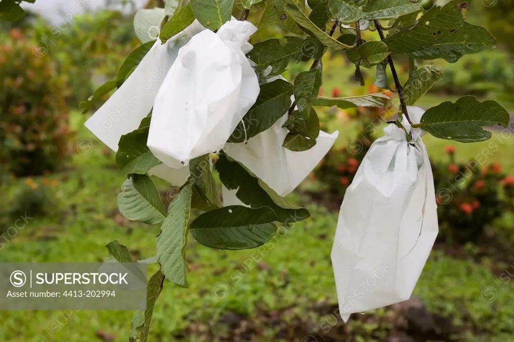 Guava maturation under protection with plastic bag