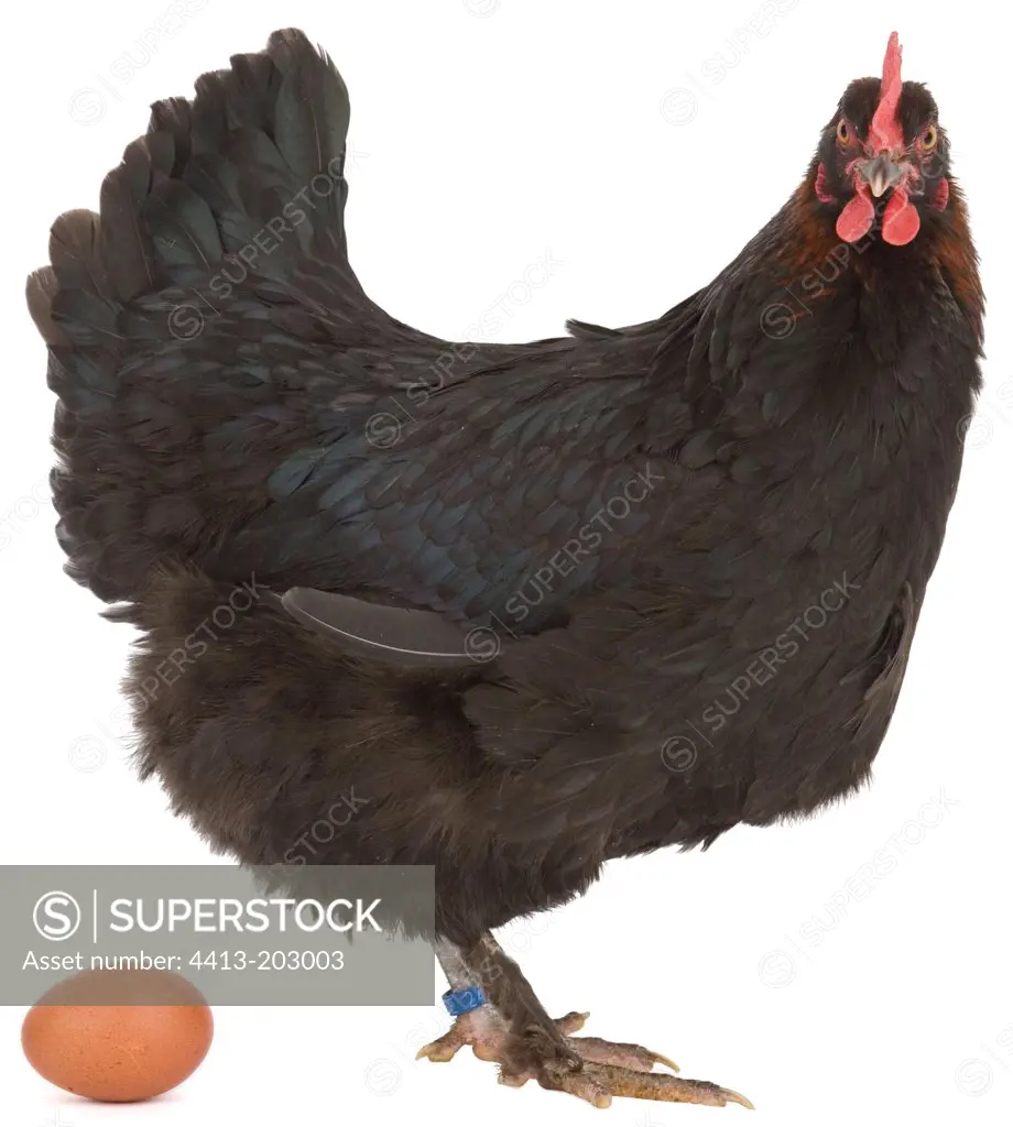 Coppercoloured black hen of Marans breed laying