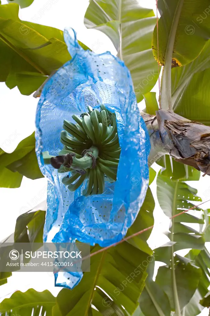 Bananas maturation under protection with plastic bag
