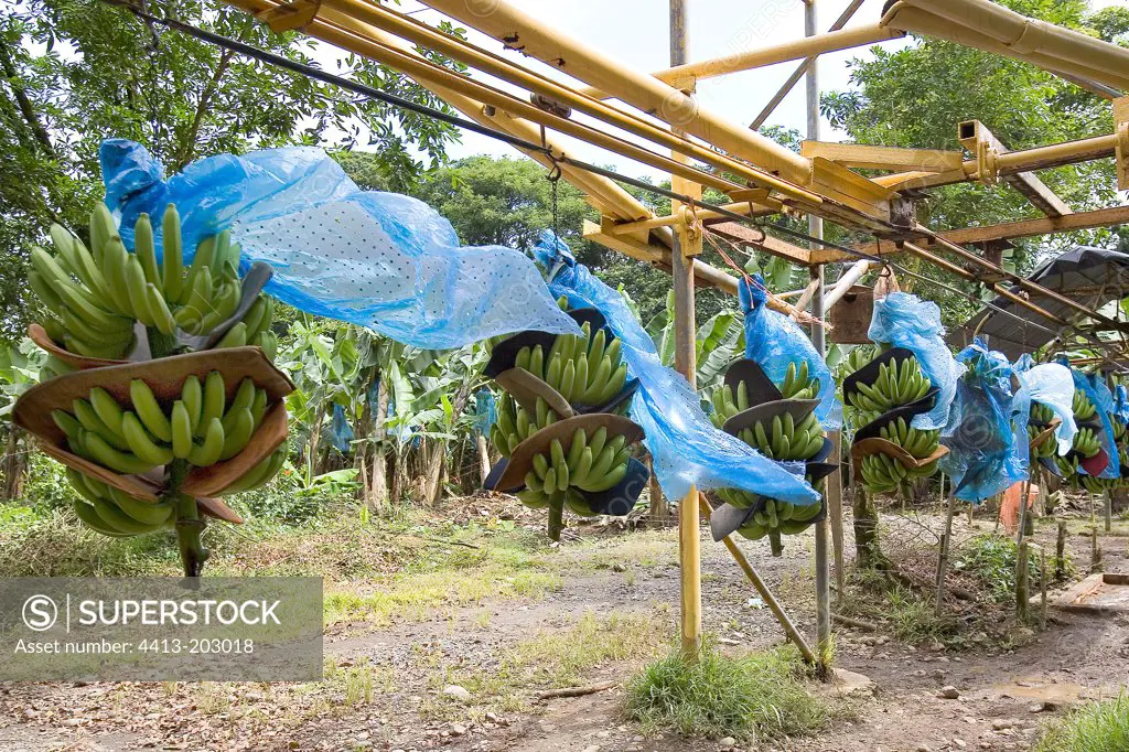 Harvest and transport on rails of Bananas after maturation