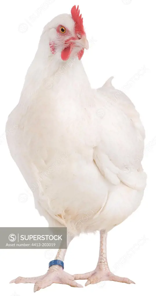 White hen of Gtinais breed