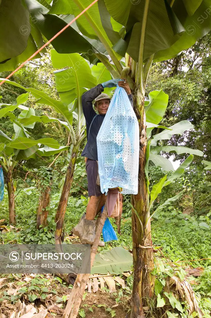 Worker fixing bags for Bananas maturation