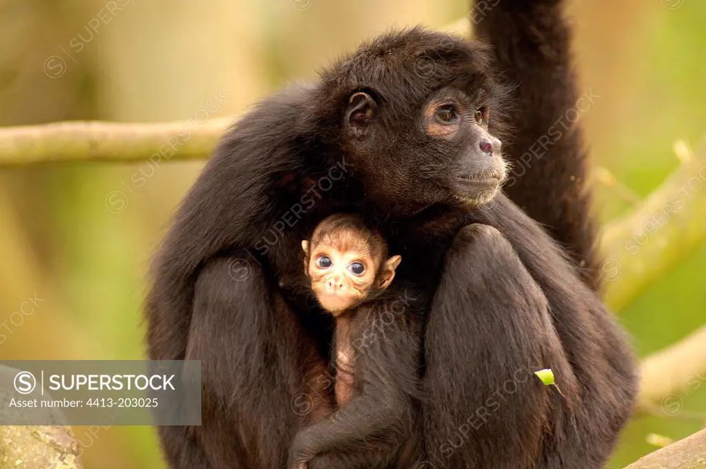 Colombian spider monkey female and its young France