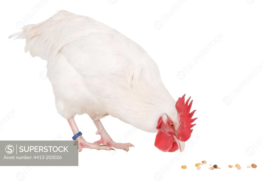 White cock of Gtinais breed pecking seeds