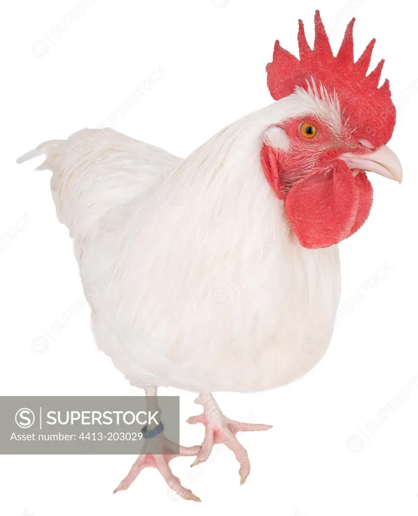 White cock of Gtinais breed
