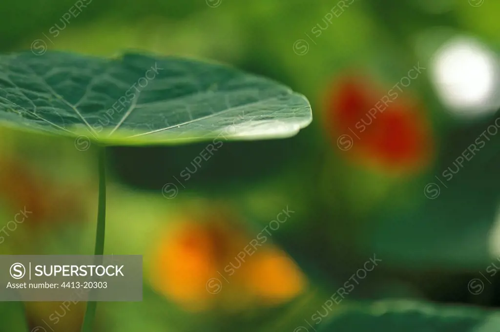 Capucine leaf sight of profile France