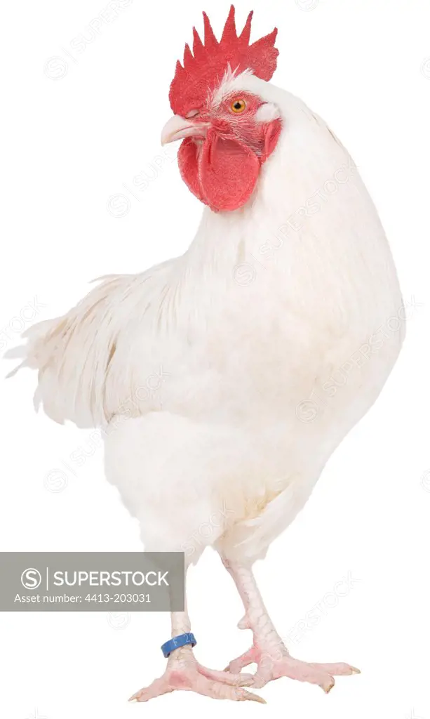 White cock of Gtinais breed