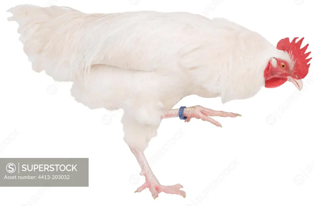 White cock of Gtinais breed walking