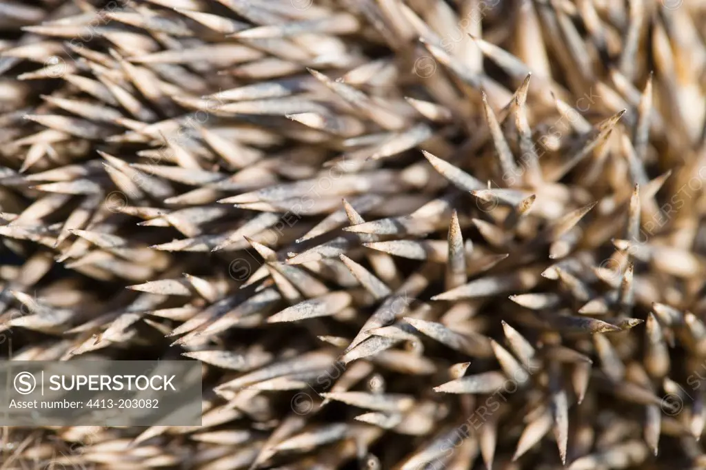 Protective spines of Hedgehog France