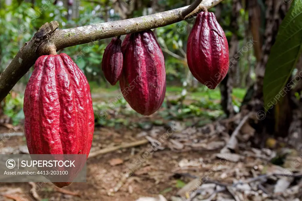 Mature pods of Cacao tree Costa Rica