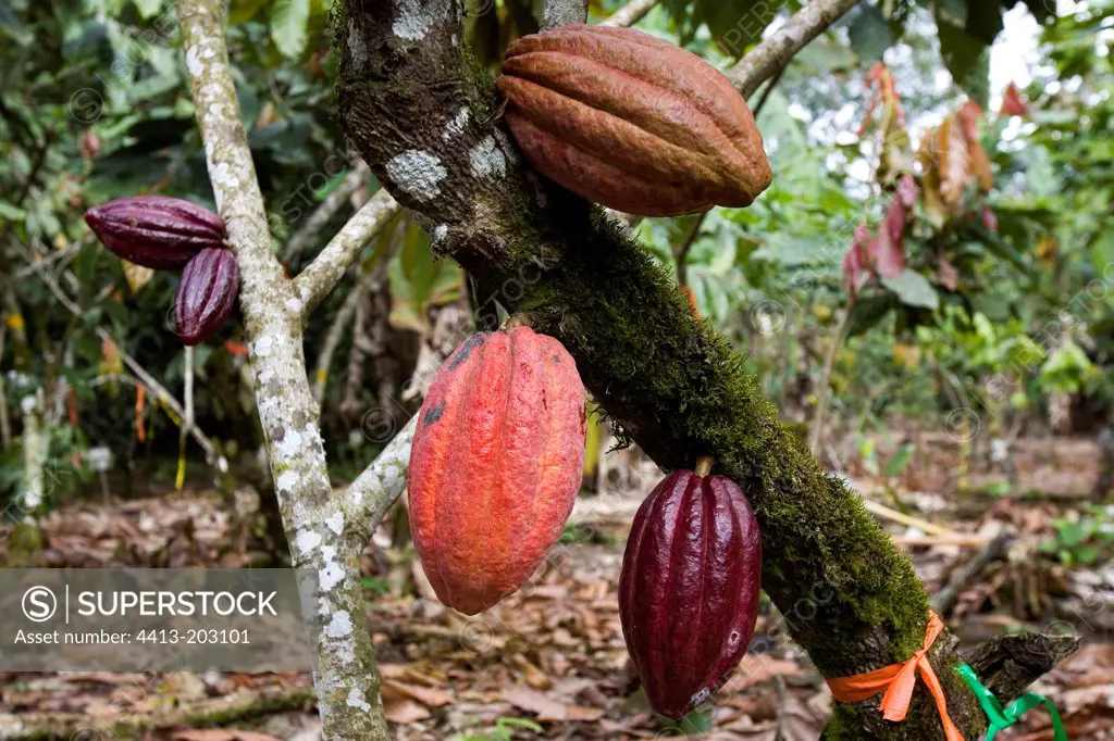 Mature pods of Cacao tree Costa Rica