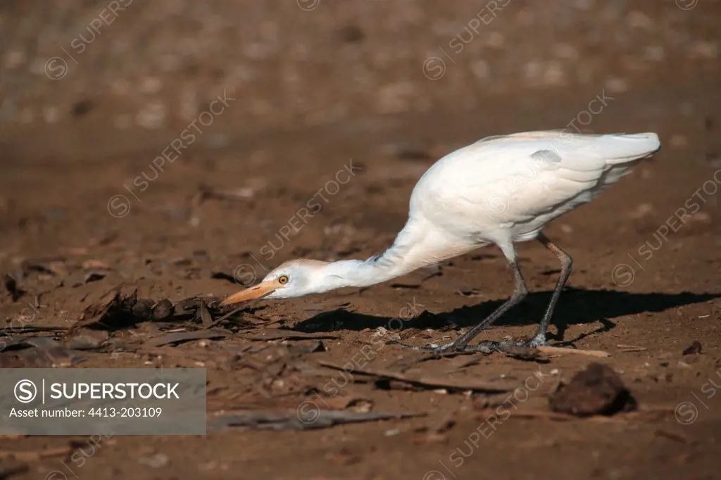 Cattle egret serching for food on the banks of mangrove