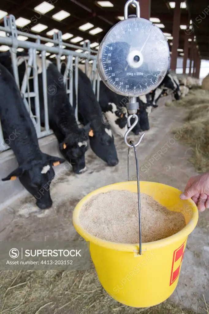 Weighing of the additional ration of Prim'Holsteins France