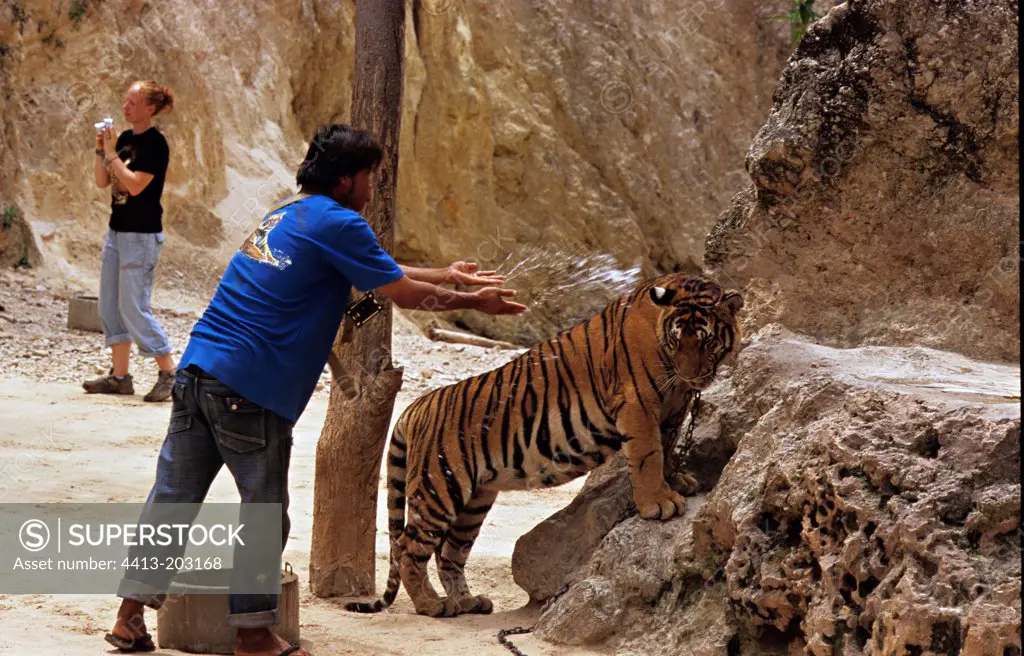 Guide spraying water on a tiger at tiger temple Thailand