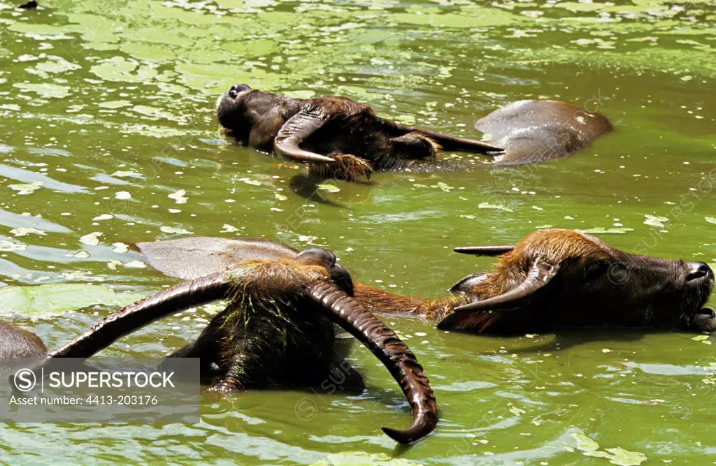 Group of water buffalos taking bath Thailand